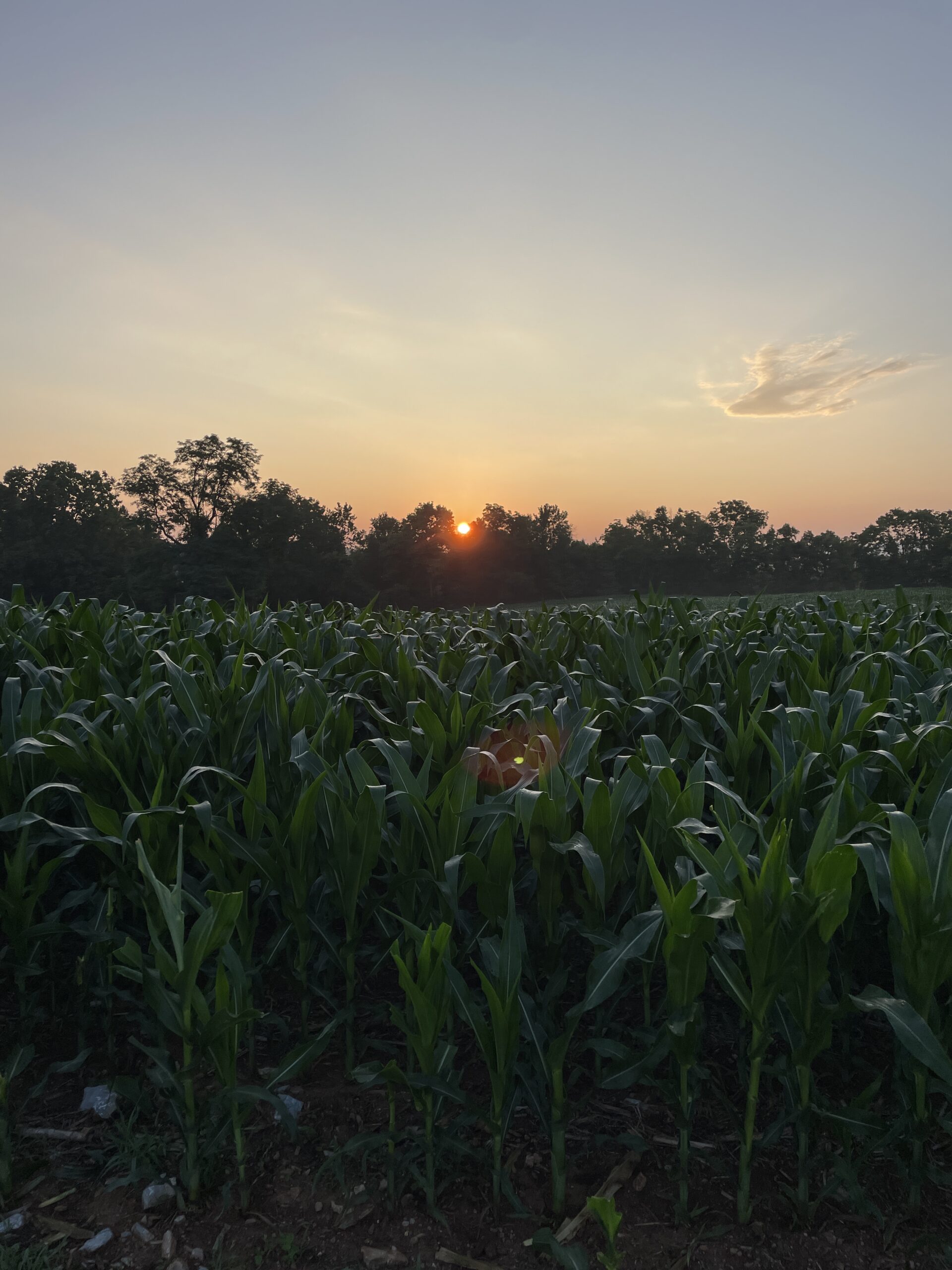 sunrise cornfield