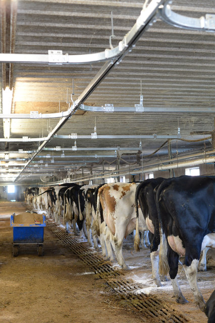 overhead track rail system in dairy barn used to milk cows